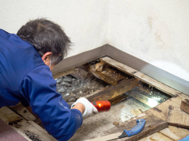 Best Health and Safety Mold Remediation in Lake Holiday, IN