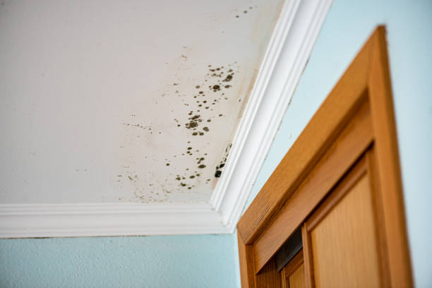 Best Bathroom Mold Remediation in Lake Holiday, IN