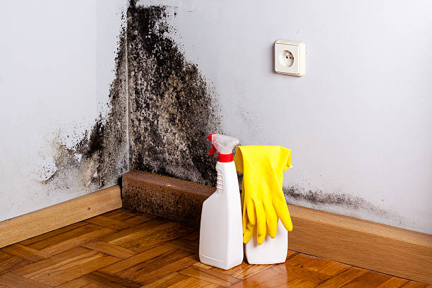 Best HVAC Mold Remediation in Lake Holiday, IN