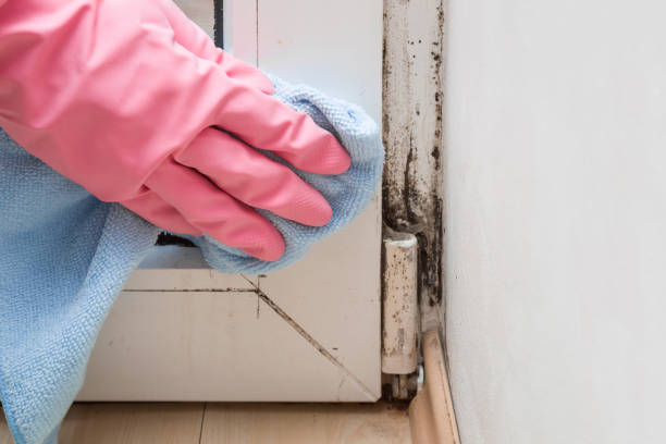 Best Crawl Space Mold Remediation in Lake Holiday, IN